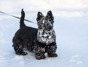 我可以在雪地里遛狗吗？兽医警告不要让你的宠物吃雪，原因很可怕